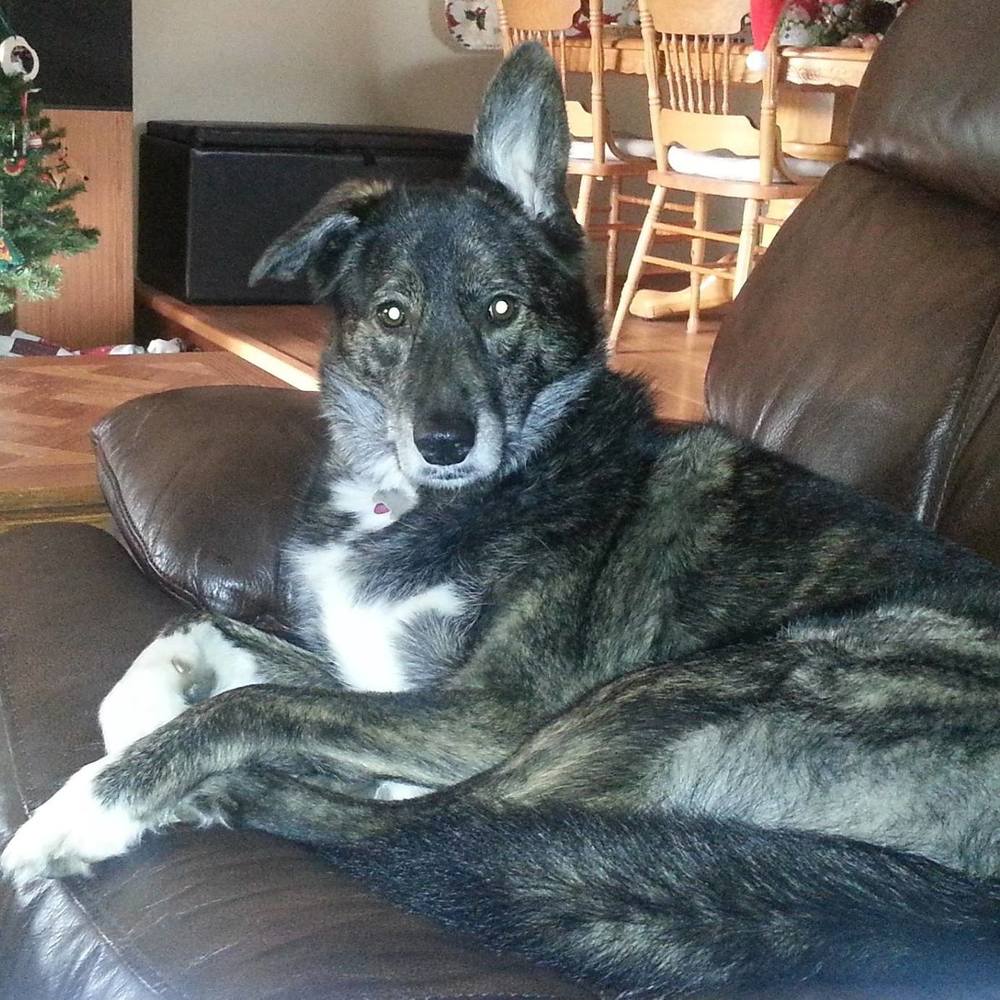 Meet your Posher, Bella